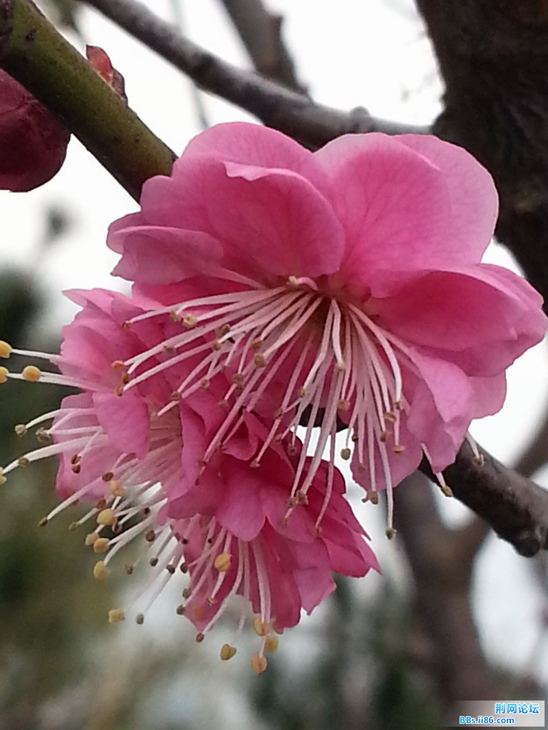 梅花.jpg