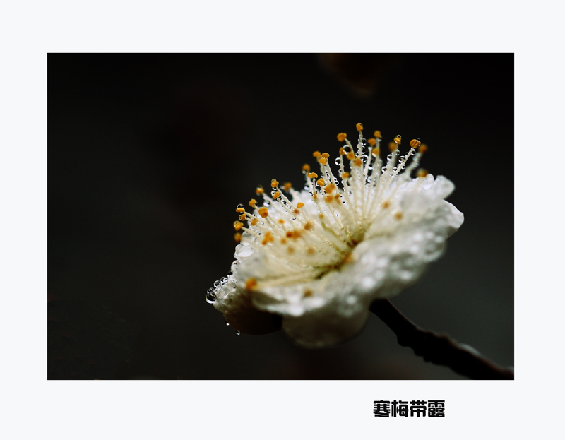 白梅2.jpg