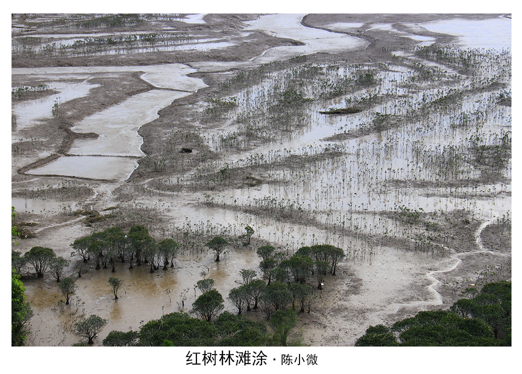 陈小微 -红树林滩涂·.JPG