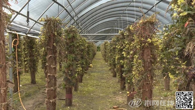 大荆石斛资讯4.webp.jpg