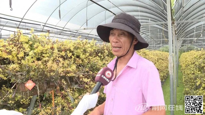 大荆石斛资讯5.webp.jpg