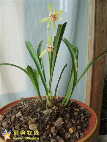 建兰，刚开的花