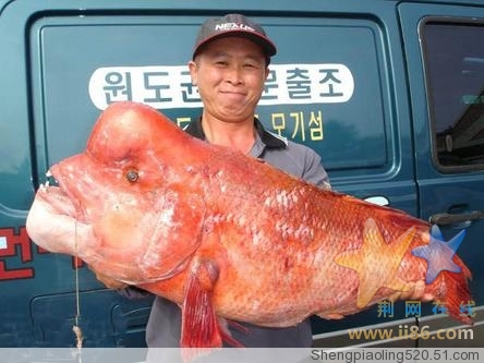 见过这样的鱼吗?