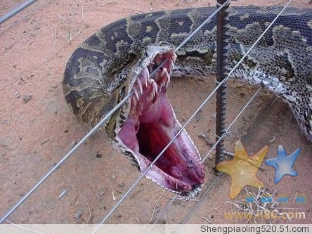 再看看蟒蛇的嘴!