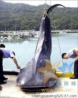 见过这样的鱼吗?