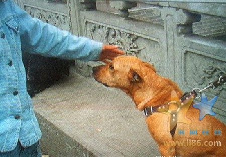 主人正在鼓励凶猛好斗有点神经质的美国比特斗牛犬