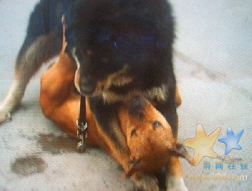 战斗一触即发,根本没有预热,战斗刚开始身高力大的藏獒就占上风