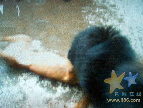 比特作为世界著名的斗犬，虽然毫无胜算。但是其天性凶悍依然战斗