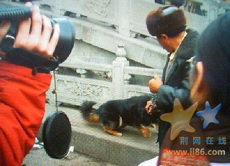 藏人拉起正在酣睡，浑身懒洋洋的藏獒，名叫“更基”