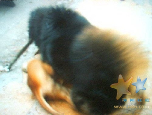 藏獒凶性大发，比特毫无还手之力