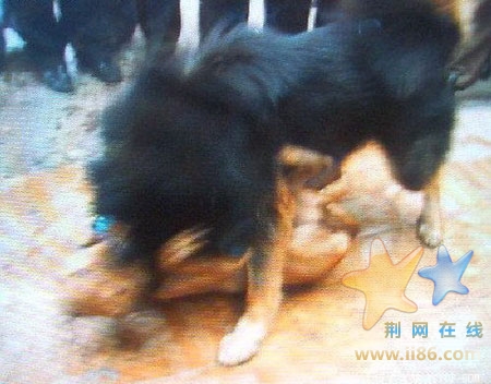 可怜的比特被藏獒拖行数米，比特被提离地面