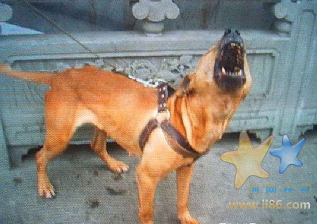 即将出战的比特。美国的比特犬能够战胜比它大两倍的德国黑背