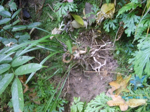 上山第一株兰花