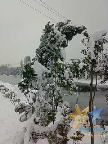 都被雪压弯了，好可怜的树啊