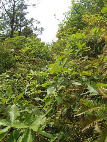 你们找到路了吗？我们就是从这走来