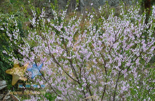 DSC_0339.jpg