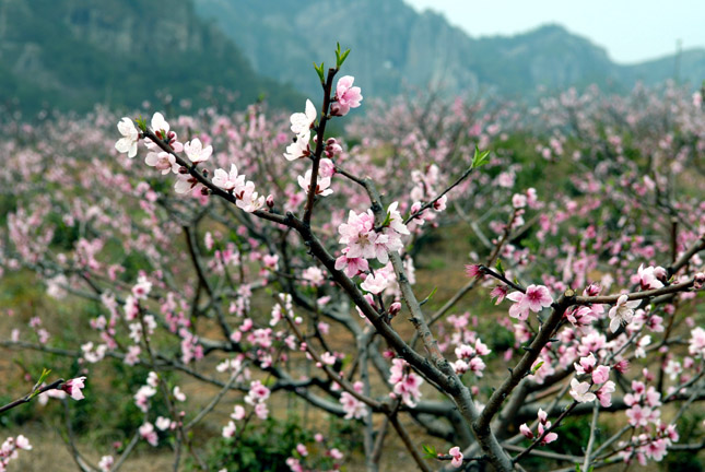DSC_0036a.jpg