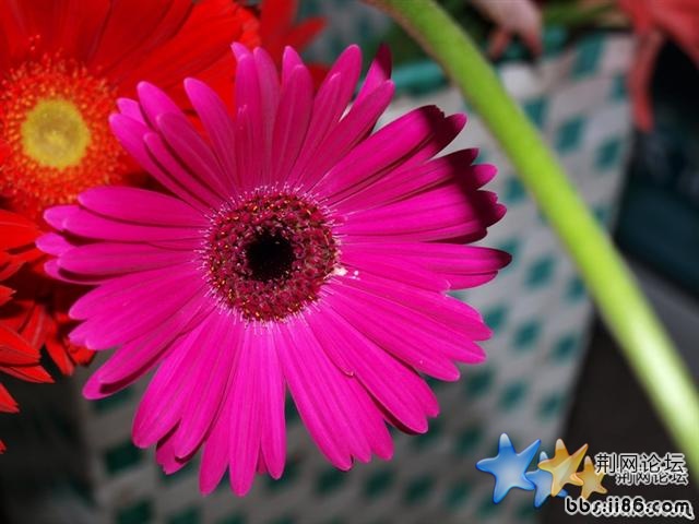 今天刚拍的太阳花