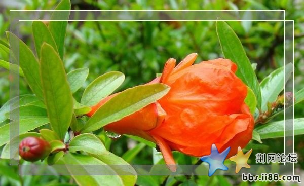 邻居家老婆婆养的石榴花