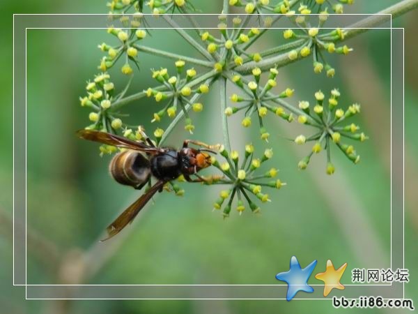 大黄蜂为什么腰这么小,是因为吃的花没粉.