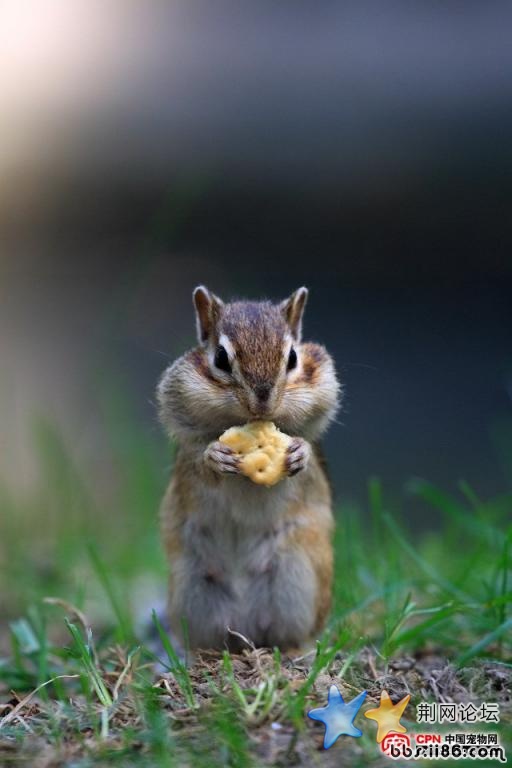松鼠6.jpg