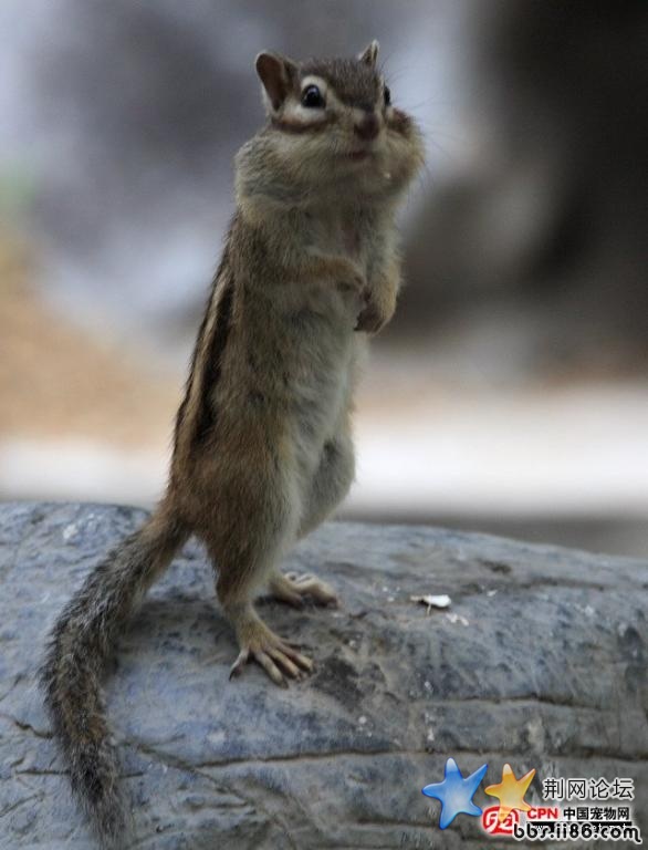 松鼠3.jpg