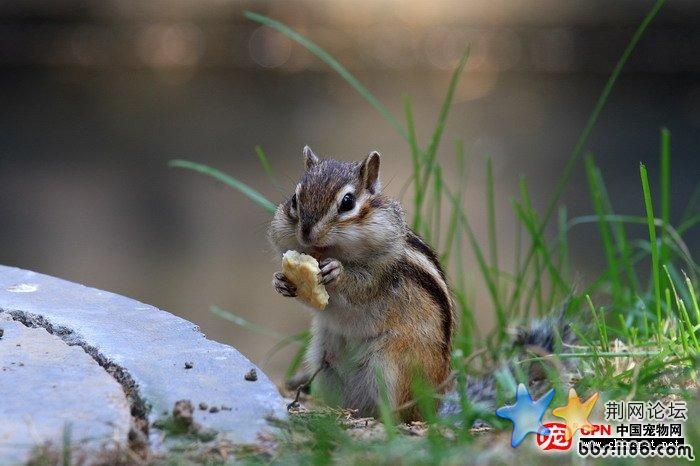 松鼠4.jpg