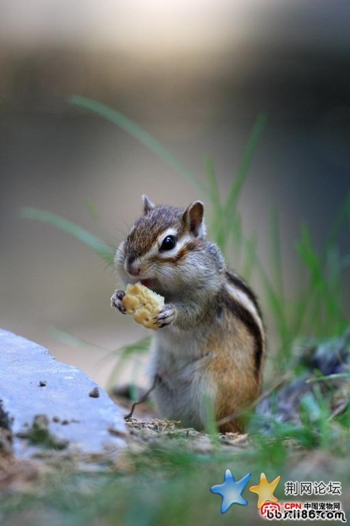 松鼠5.jpg