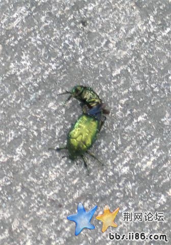 我在拍他们的时候，这两个小东西跑到我肩膀吓我，害我哇哇大叫，怪难为情的！！