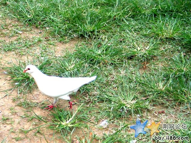 我本来想多拍拍的，没有想到哪个买鸽食的人，说要我买了才让我拍！所以我就没有拍了。
