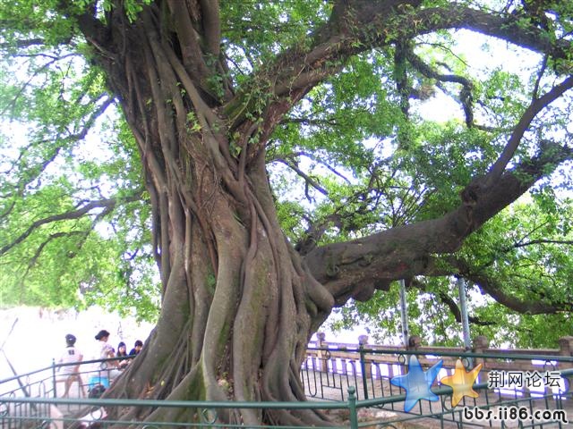 这个又是什么树，还是在下面。。