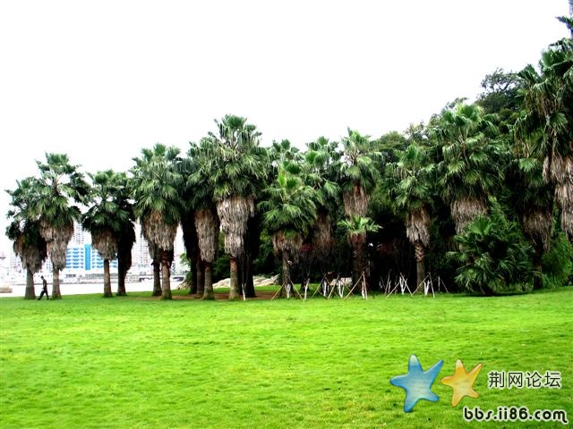 这个叫什么树，不知道有没有人知道啊？