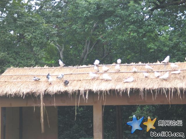 有谁知道它们在干什么吗？