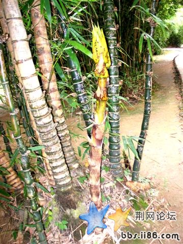 你们快看啊！那是什么？