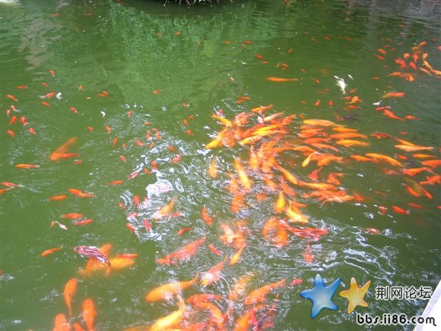 阿，看它们多快乐啊！