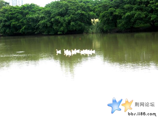 天鹅啊？好漂亮啊！