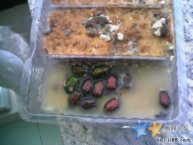 放大看给你看看