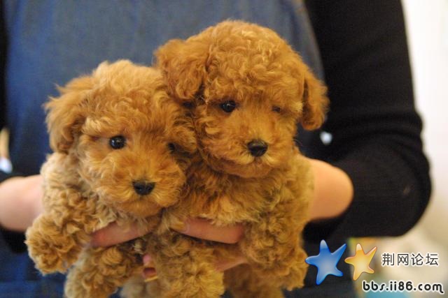 两只泰迪 (小).jpg