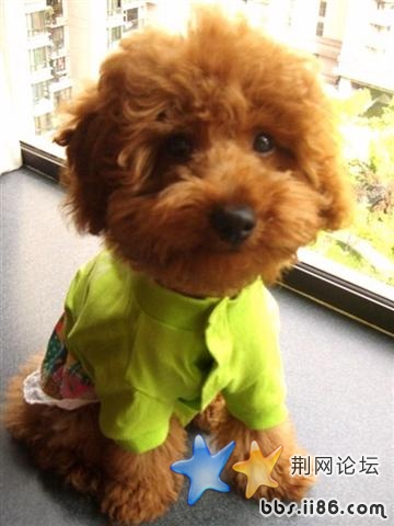 泰迪穿衣服 (小).jpg