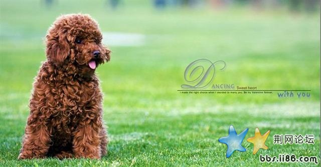 泰迪草地 (小).jpg