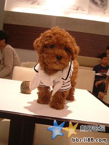 泰迪在桌上 (小).jpg