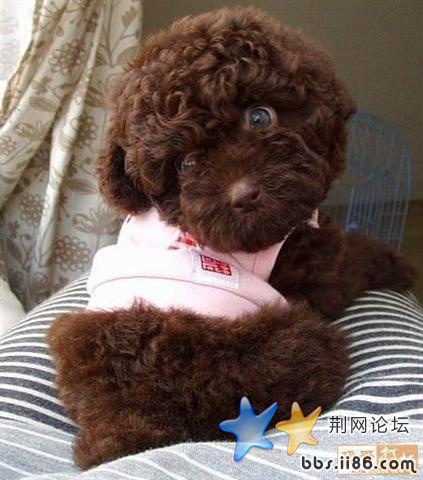 巧克力色 (小).jpg