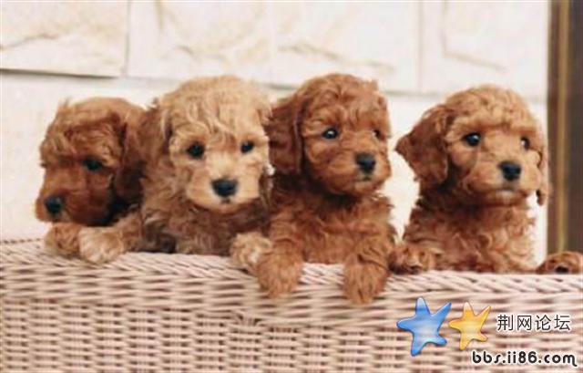 泰迪篮子 (小).jpg