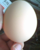 自己的鸡蛋本地的