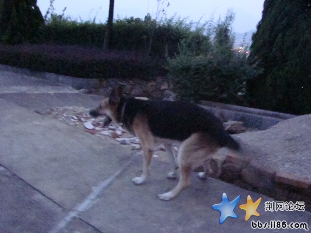 呵呵我家小黑上镜了啊