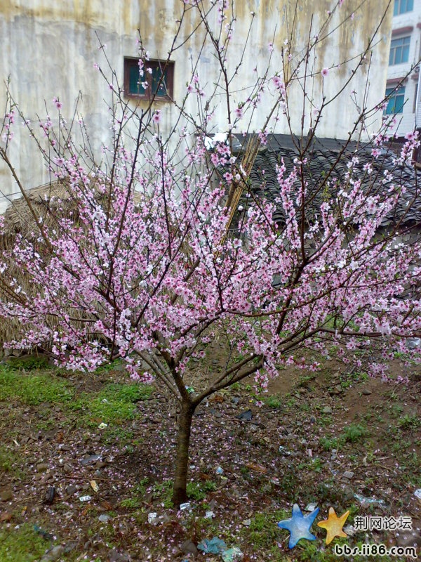 窗外桃花三两枝