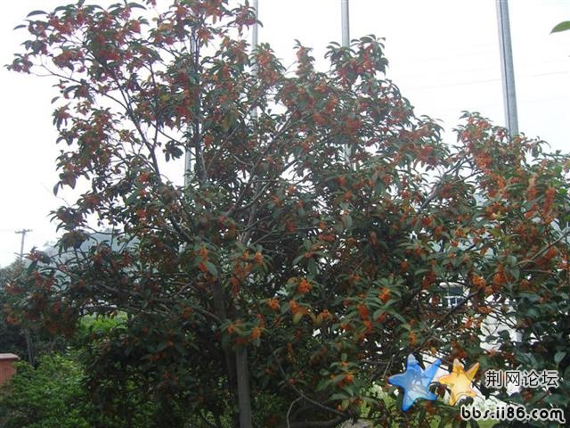 SNV82184 (中等) (小).JPG