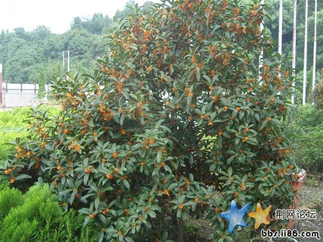 SNV82196 (中等) (小).JPG