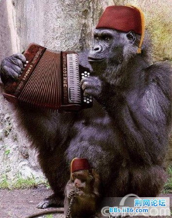 真是猩猩也疯狂啊.jpg