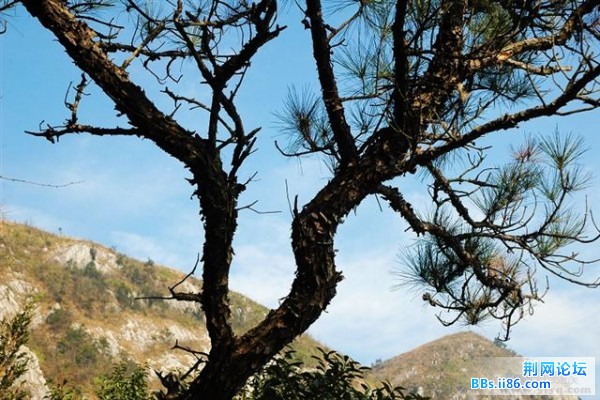 20081221_de7d14d72cd6a4fc2dbfXadJvxnLdGbJ (小).jpg